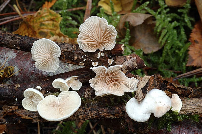 crepidotus.jpg