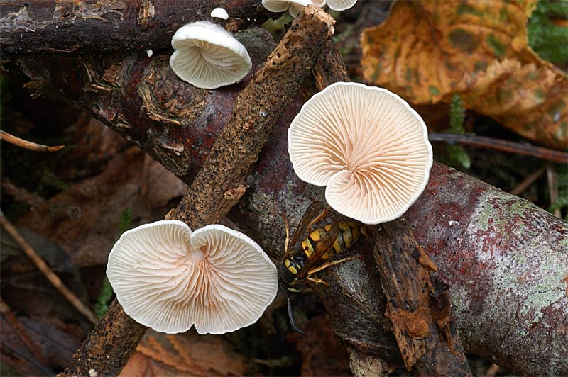 crepidotus19.jpg