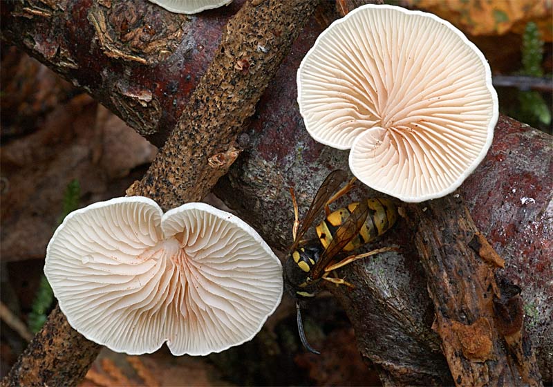 crepidotus1.jpg