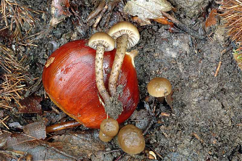 psilocybe1.jpg