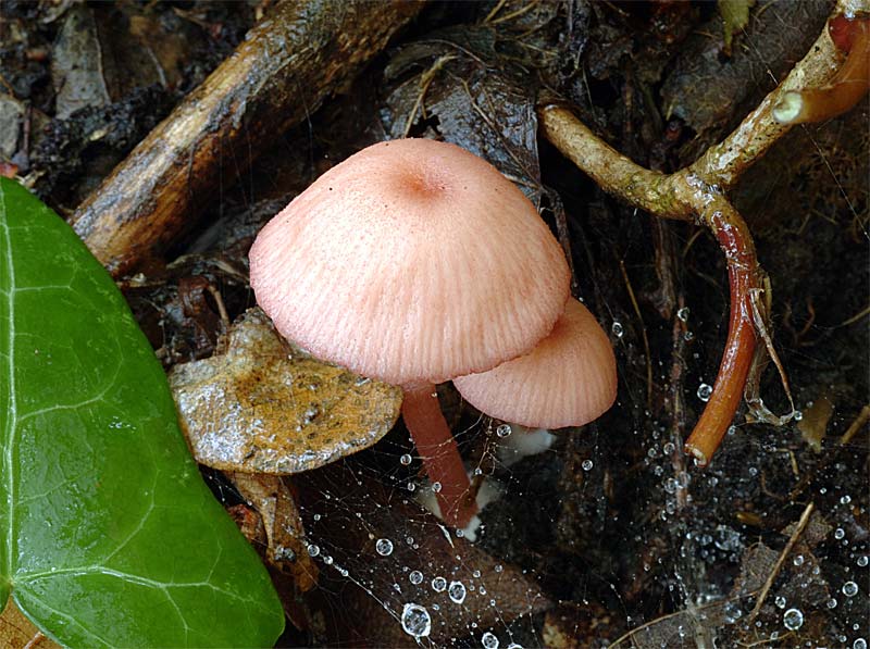 Entoloma3prop.jpg