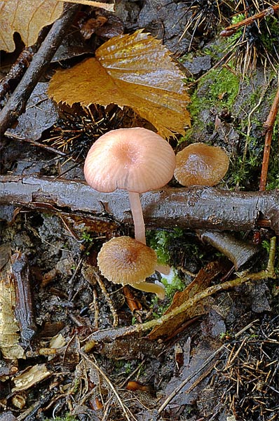 Entoloma4propo.jpg