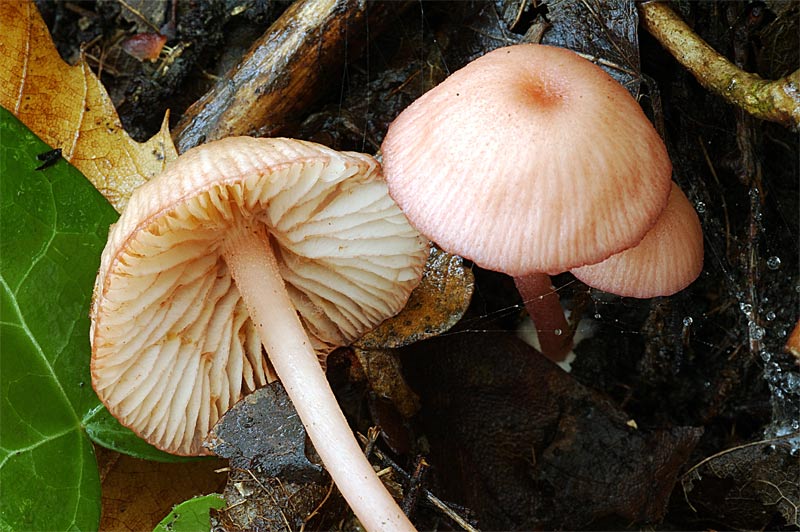 entoloma5propo.jpg