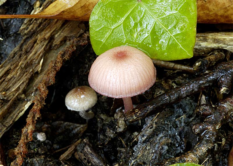 entoloma6propo.jpg