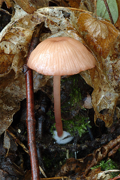 entoloma7propo.jpg