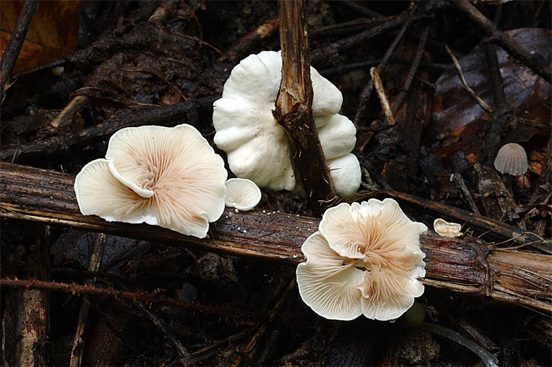 crepidotus.jpg