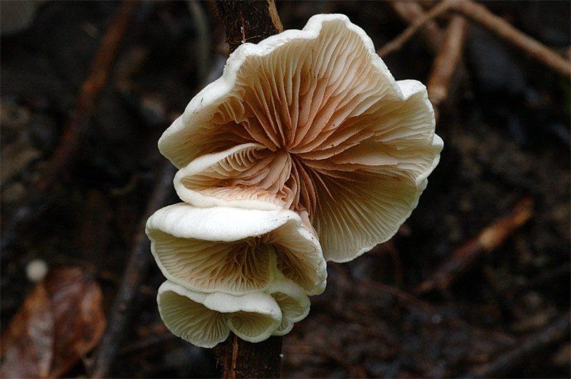 crepidotus1.jpg