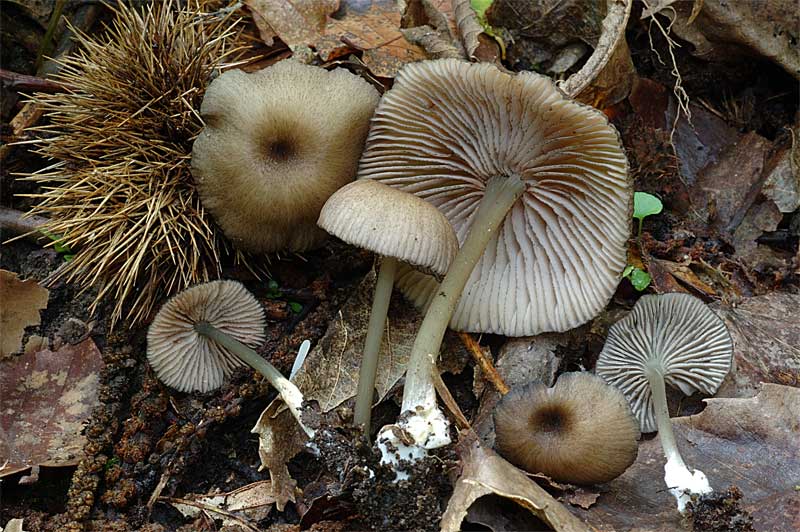 entoloma.jpg