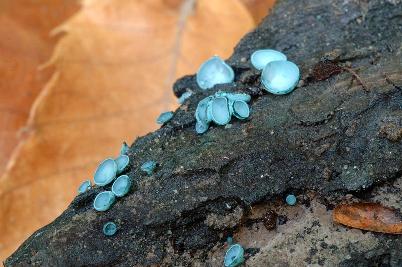 chlorosplenium_aeruginascen.jpg