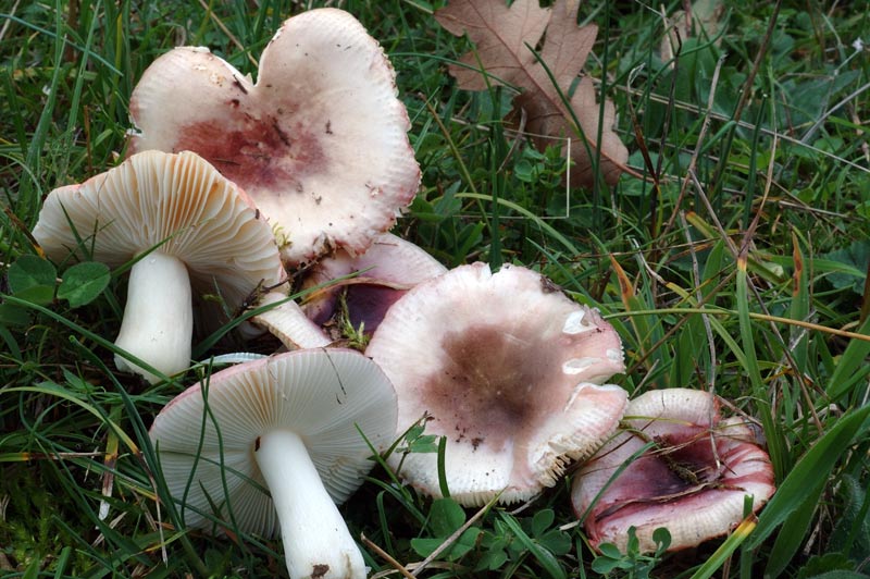 russula11.jpg