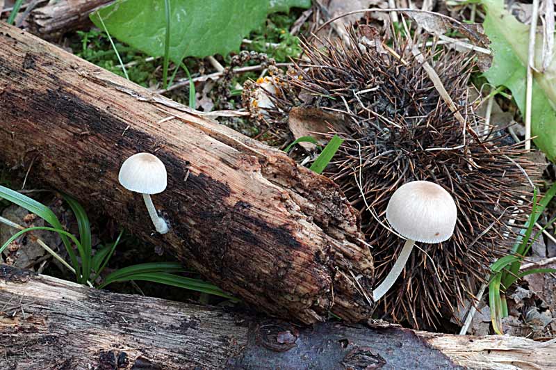 Pluteus_boudieri_inquilinus_fragilis.jpg