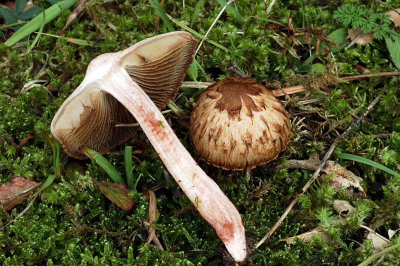 inocybe3.jpg