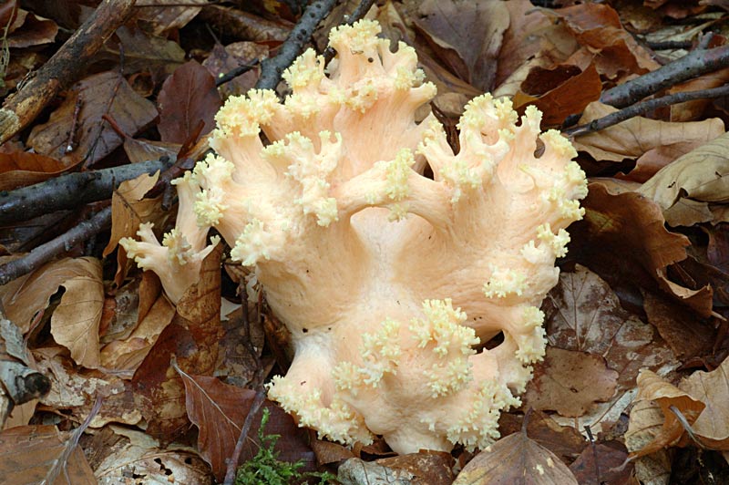 ramaria.jpg