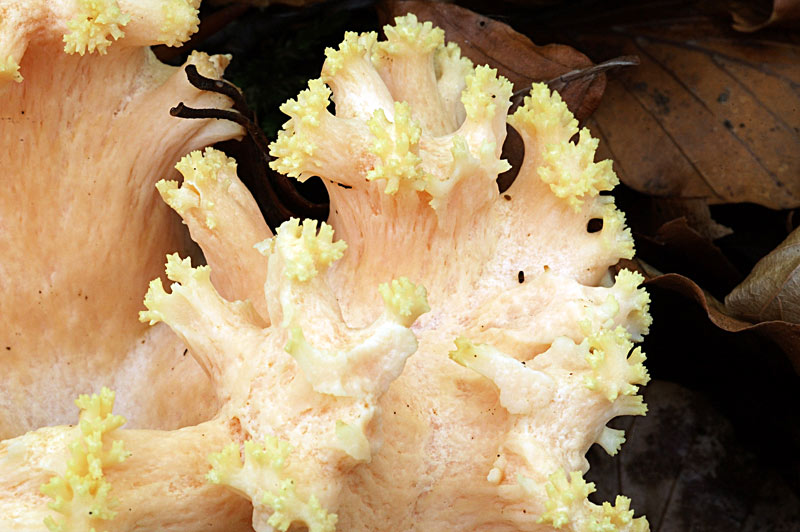 ramaria1.jpg