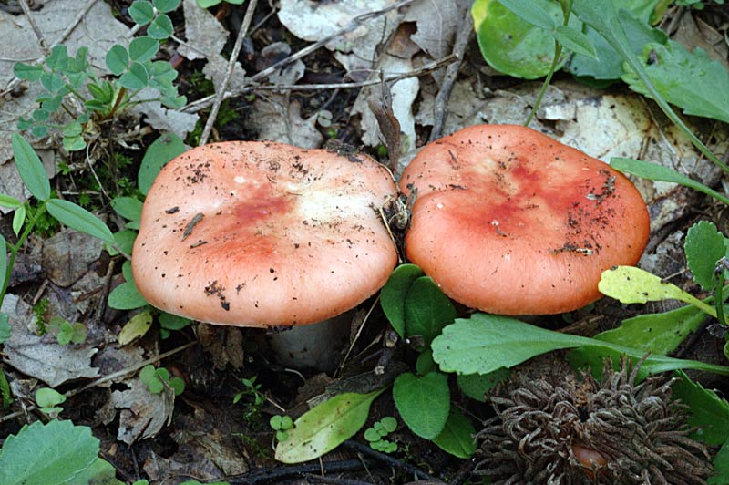 russula1.jpg