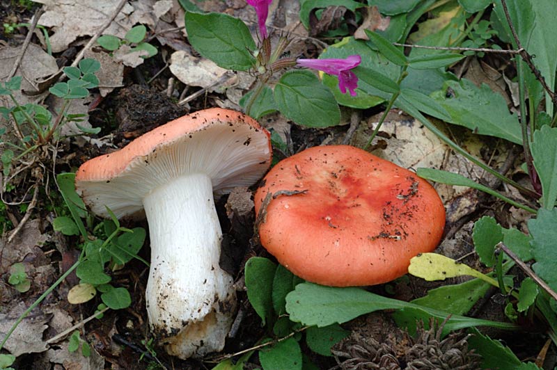 russula2.jpg