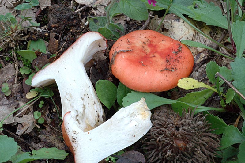 russula.jpg