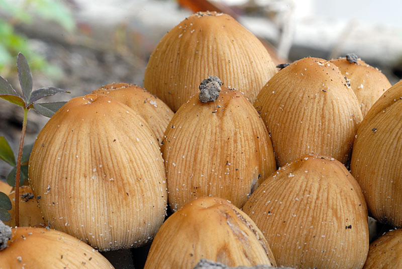 coprinus1.jpg