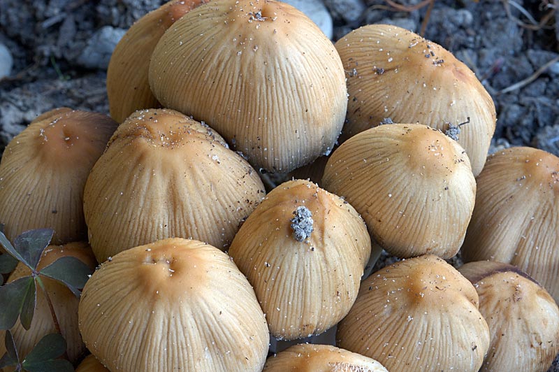 coprinus2.jpg