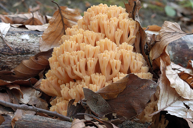 ramaria.jpg