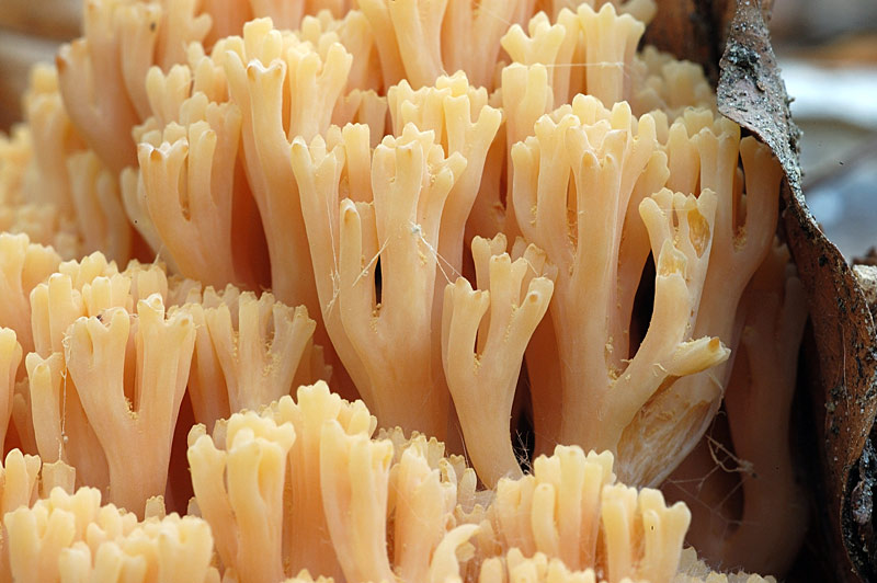 ramaria2.jpg