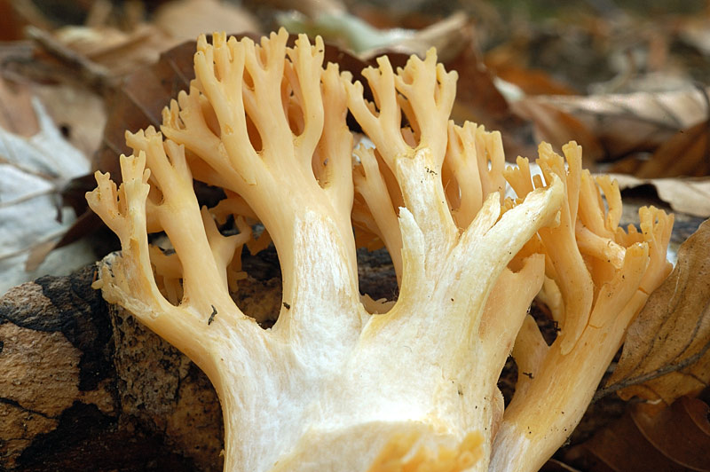 ramaria1.jpg