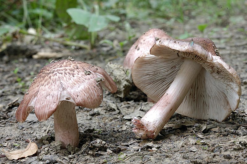 inocybe.jpg