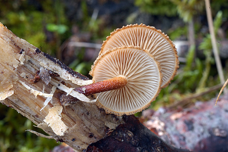 phaeomarasmius_erinaceus.jpg