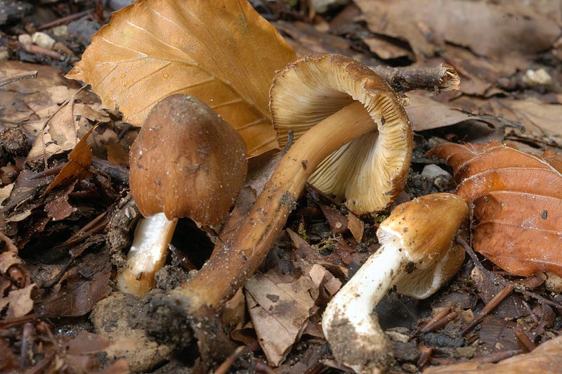 inocybe.jpg