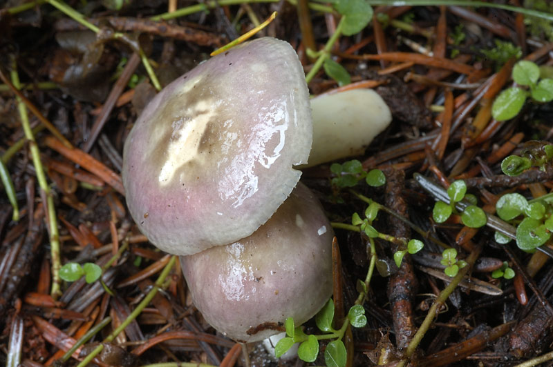 russula1scheda39.jpg