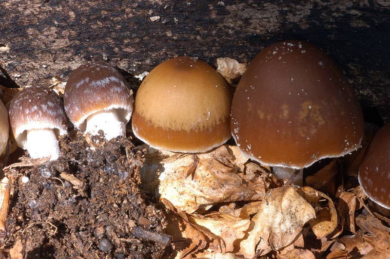 psathyrella4.jpg