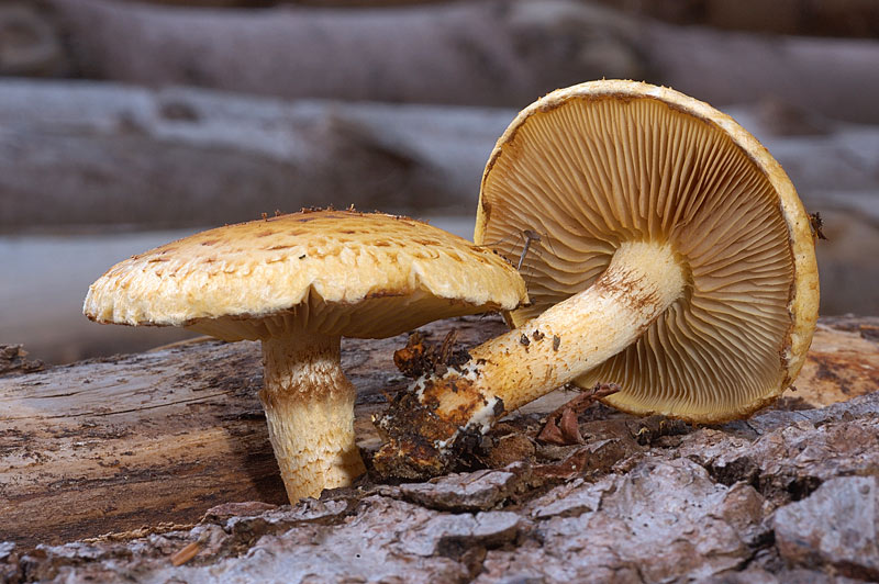 pholiota3.jpg