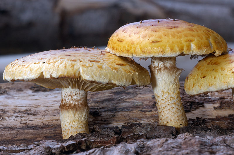 pholiota1.jpg