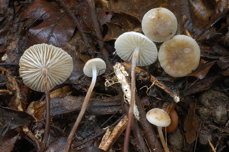 mycena1.jpg