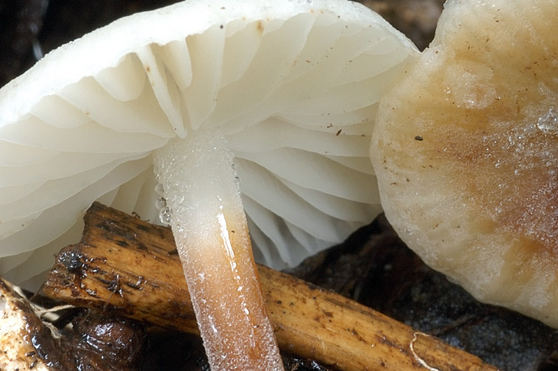 mycena2.jpg