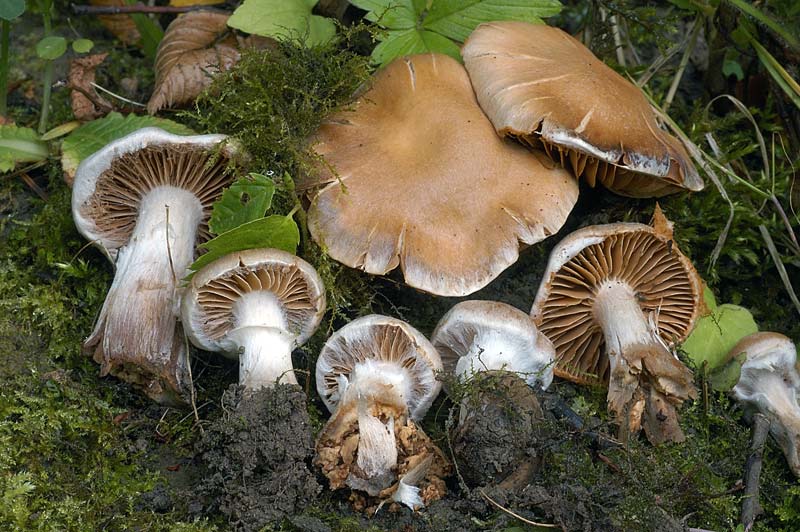 cortinarius.jpg