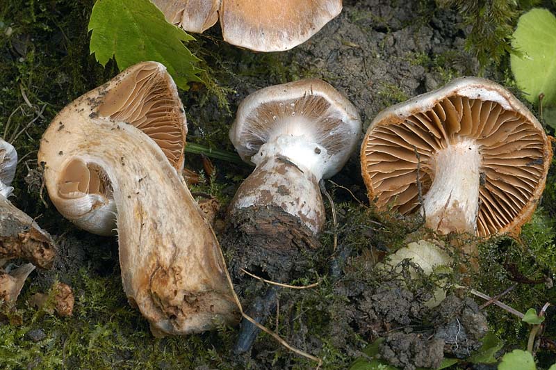 cortinarius4.jpg