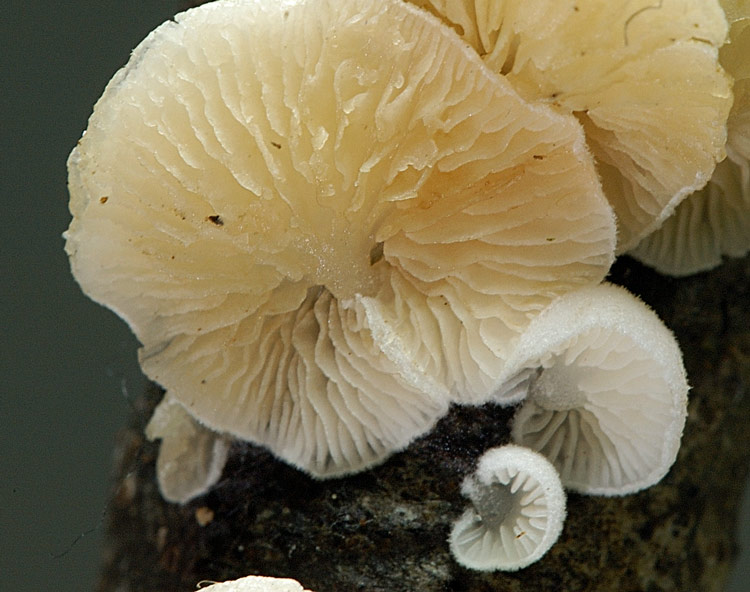 crepidotus2.jpg