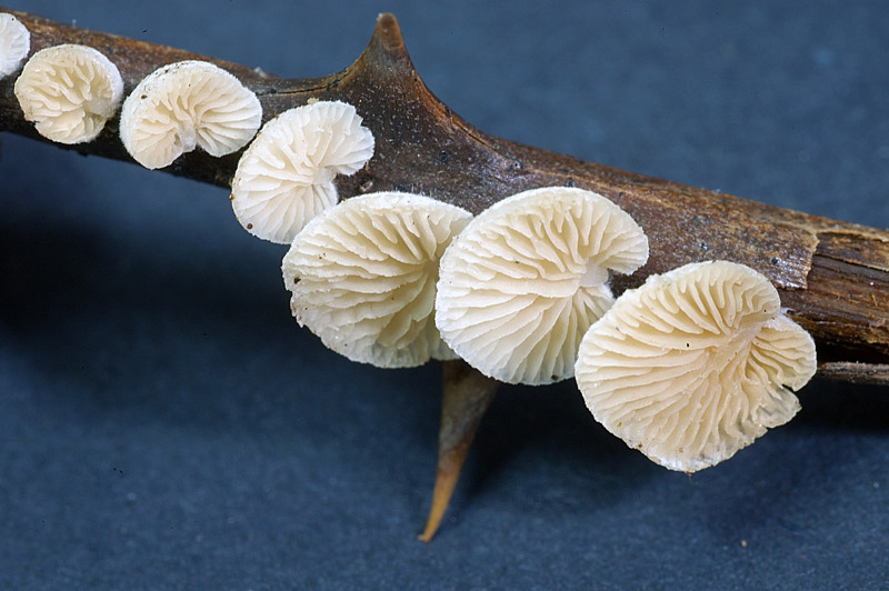 crepidotus5.jpg