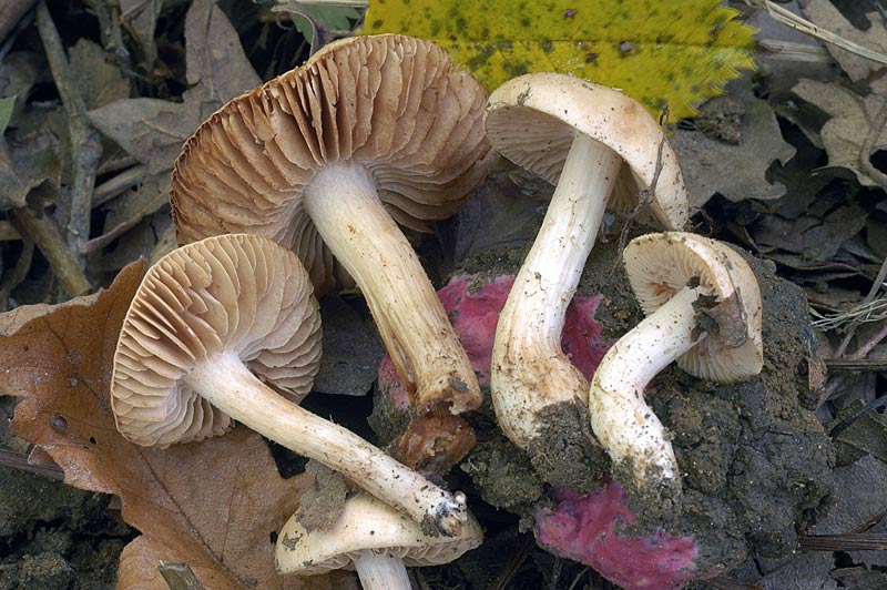 inocybe1.jpg