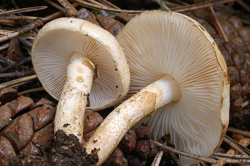 tricholoma_inamoenum1.jpg