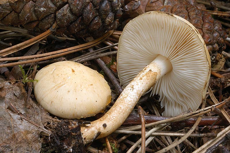 tricholoma_inamoenum.jpg