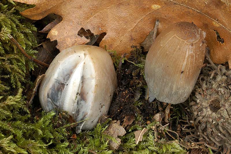 coprinus.jpg