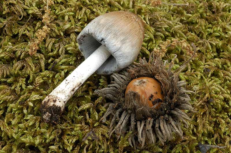 coprinus2.jpg