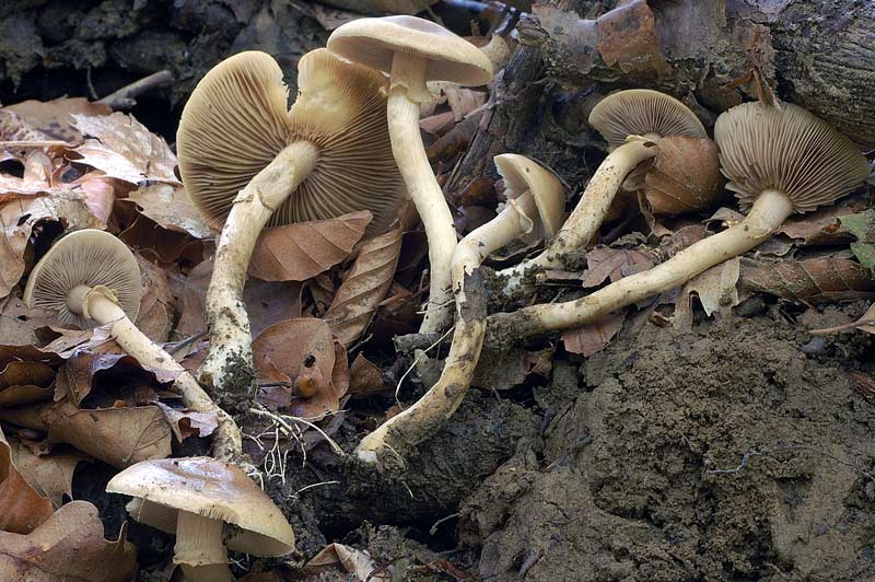 agrocybe.jpg