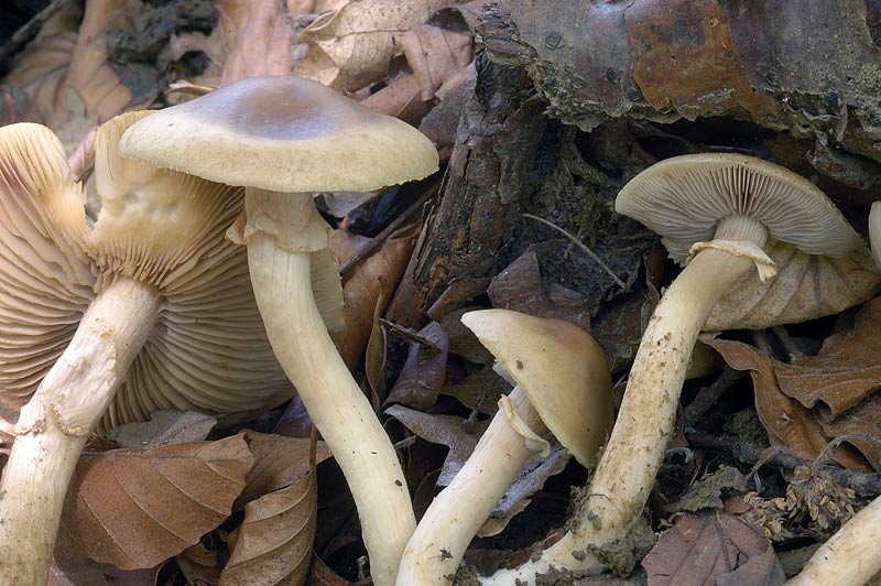 agrocybe1.jpg