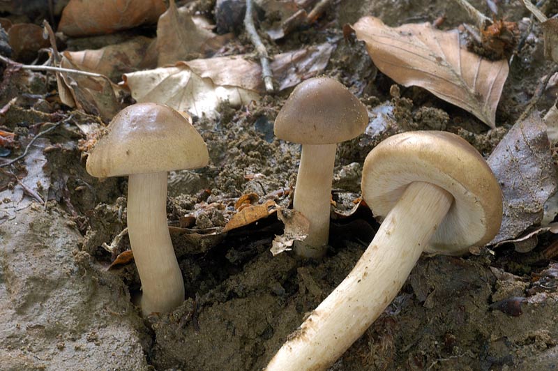 agrocybe2.jpg