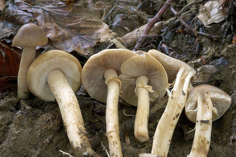 agrocybe3.jpg