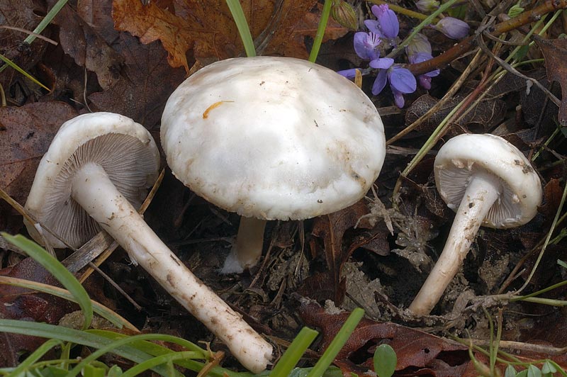 agrocybe.jpg