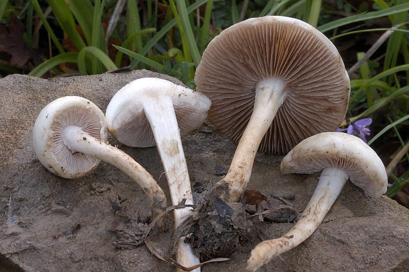 agrocybe2.jpg